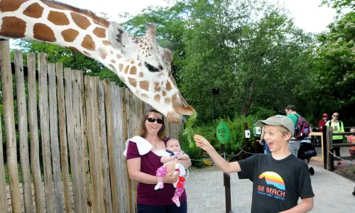 Une girafe mangeant une feuille dans la main d'un garçon