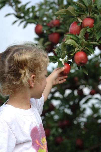 Petite fille cueillant des pommes.