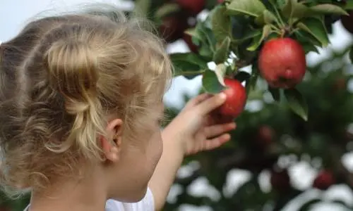 Petite fille cueillant des pommes.