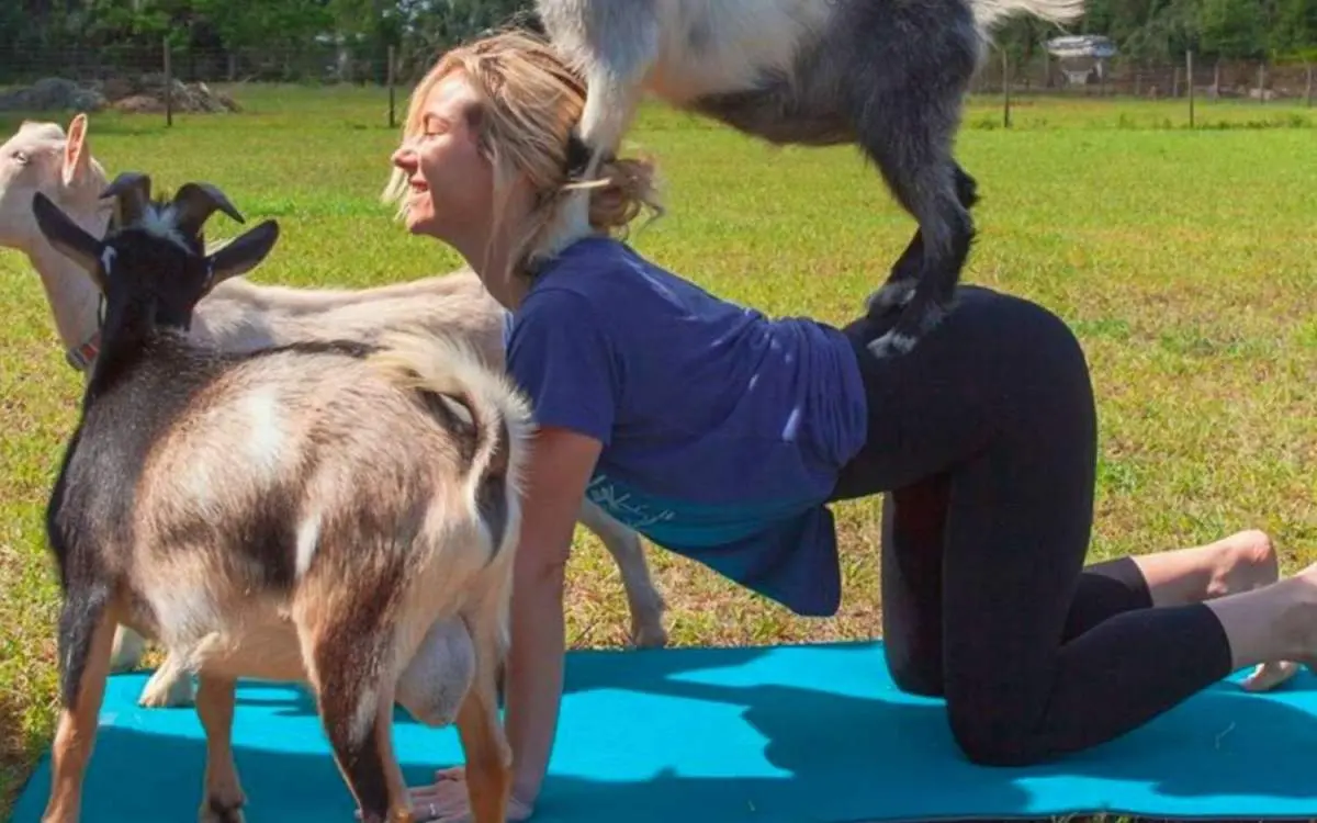 Une femme fait une pose de yoga avec une chèvre sur son dos.