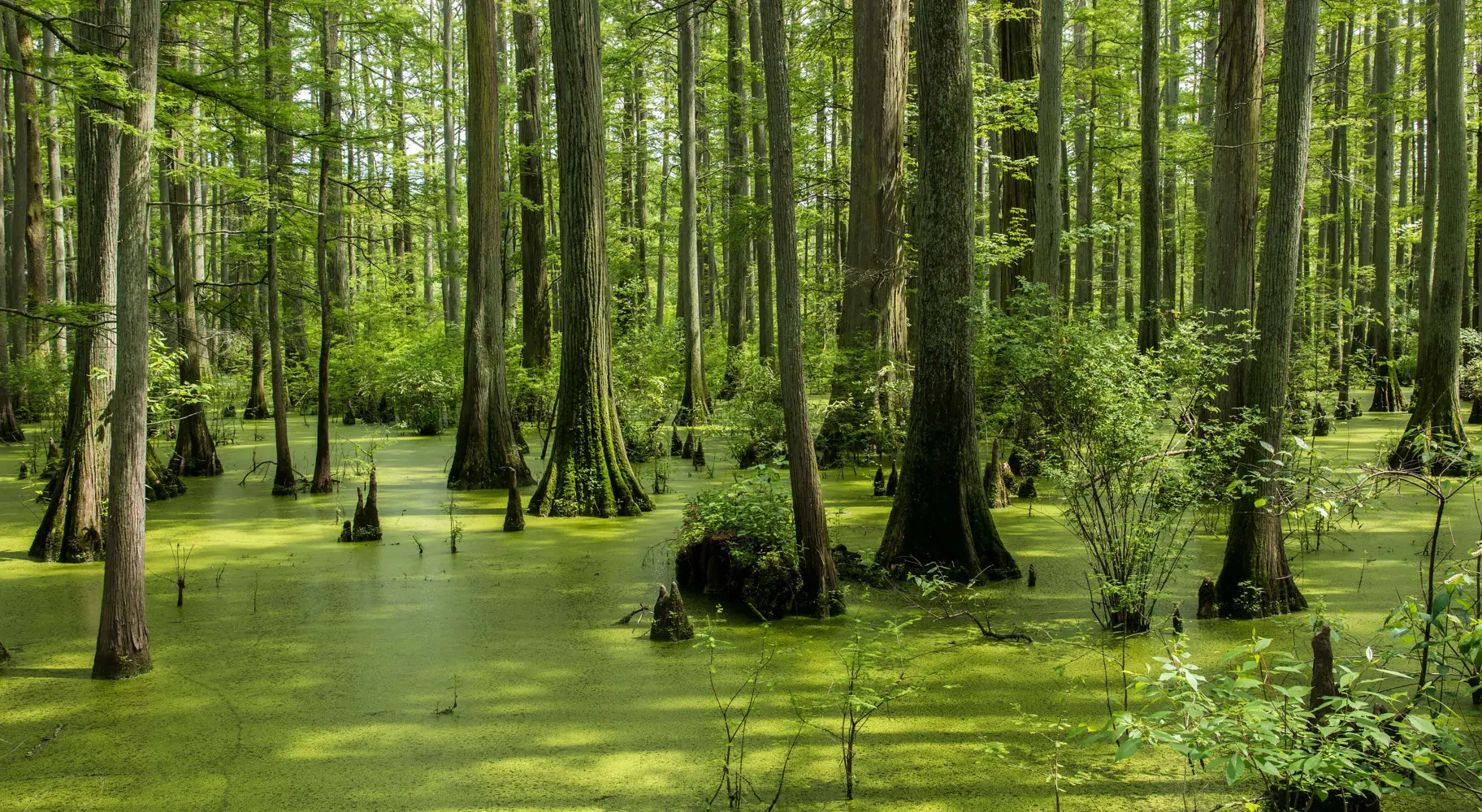 Un étang avec de grands arbres