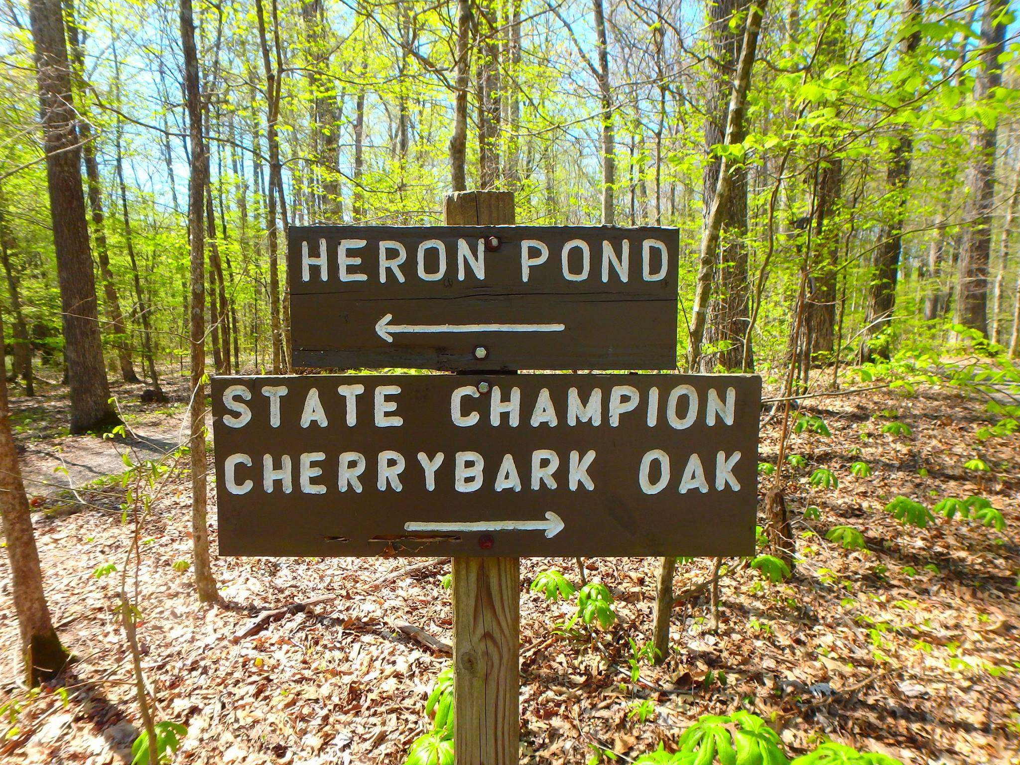 Un panneau directionnel dans les bois. L'un des panneaux indique l'étang Heron, l'autre le chêne à écorce de cerisier, champion de l'État.