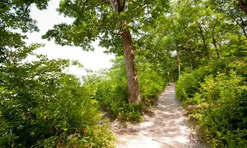 Un sentier à travers les arbres
