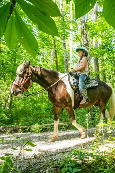 Cheval sur un sentier 