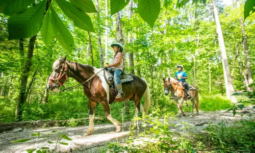 Cheval sur un sentier 