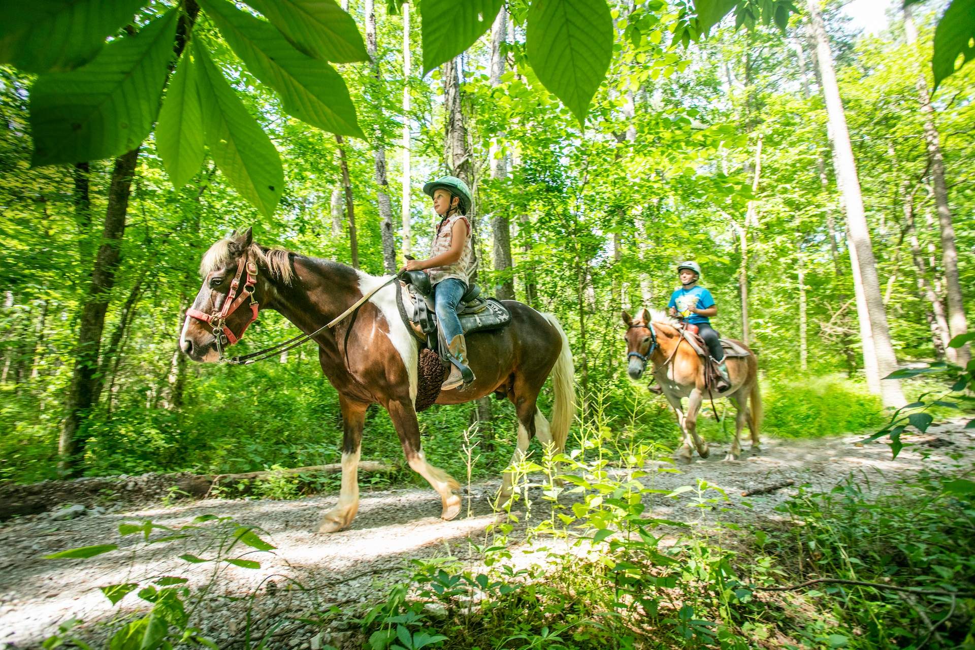 Cheval sur un sentier 