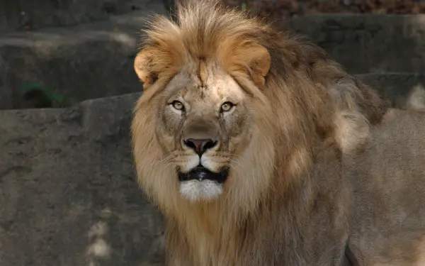 Un lion dans son enclos au zoo de Peoria