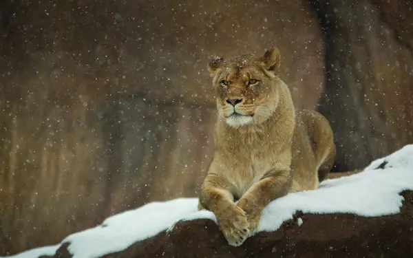 Une femelle lionne couchée sur un rocher alors qu'il neige 