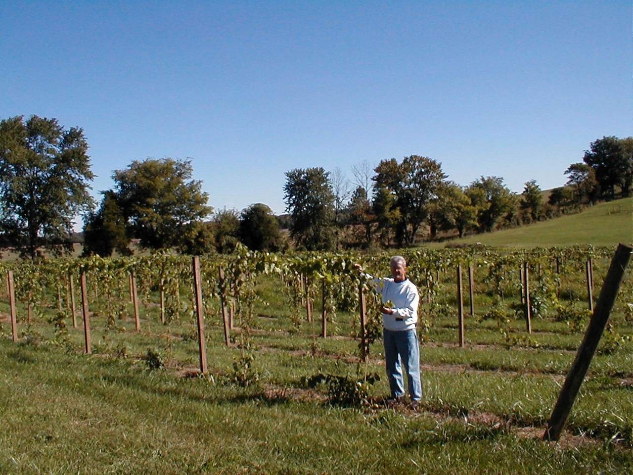 Une personne se tient à côté des vignes du Cache River Basin Vineyard & Winery.