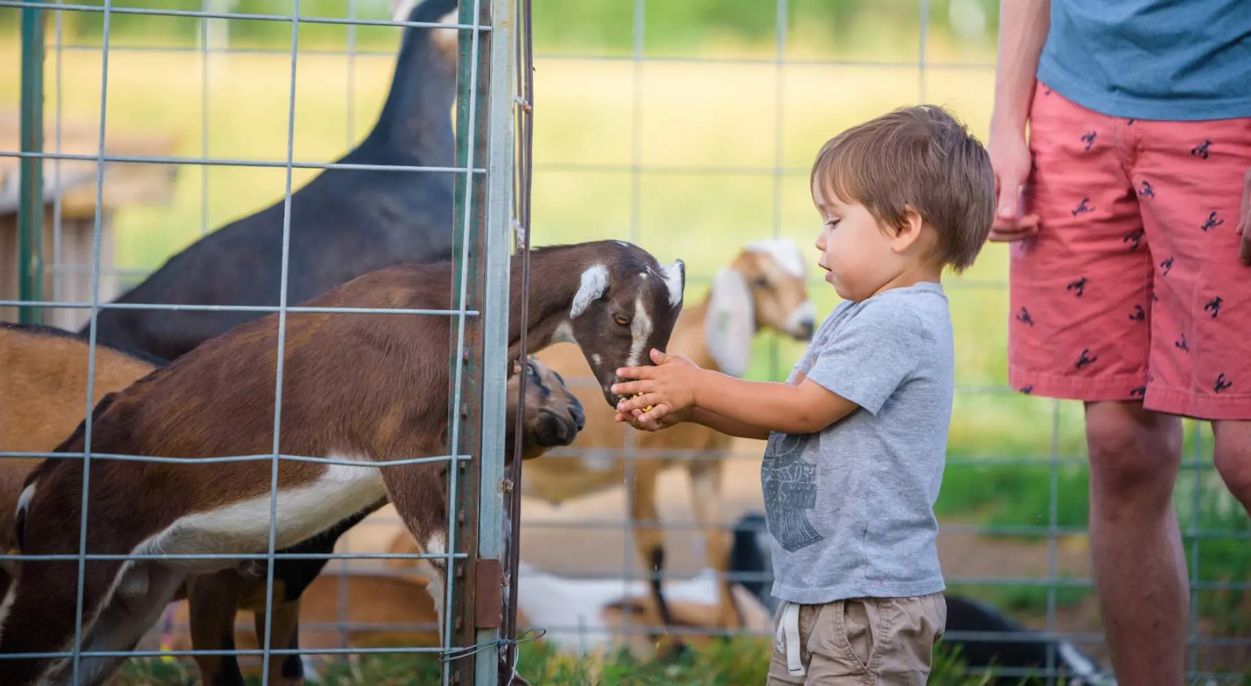 Un enfant en bas âge caresse un bébé chèvre à la Prairie Fruits Farm and Creamery.