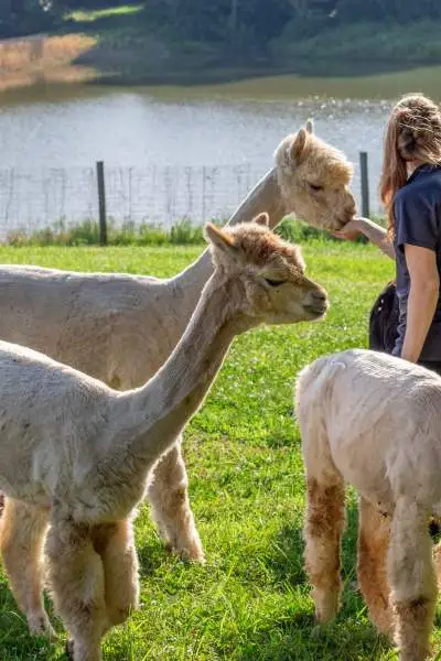 Alpagas devant le lac au Rolling Oak Alpaca Ranch.