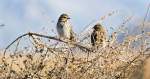 Deux oiseaux sur une branche