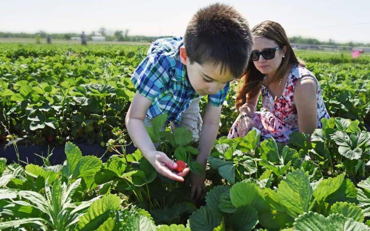 7 Exciting Spring Festivals and Events Enjoy Illinois