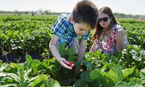 Un enfant cueille une fraise dans un champ