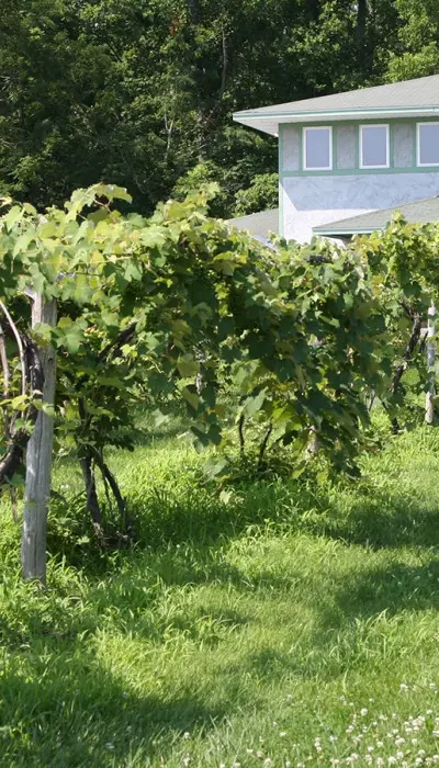 Un vignoble avec une maison