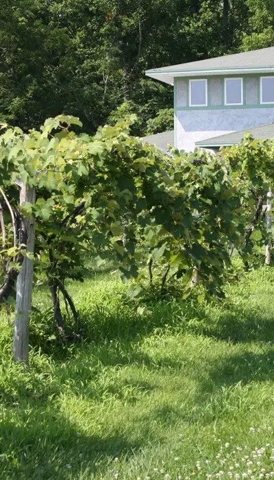 Un vignoble avec une maison