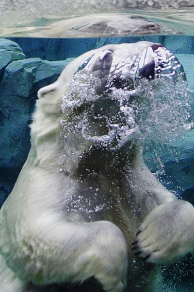Ours polaire dans l'eau