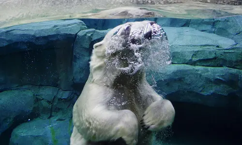 Ours polaire dans l'eau