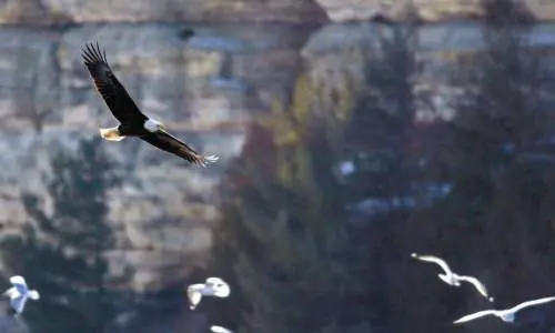Un aigle à tête blanche vole avec des mouettes en arrière-plan.