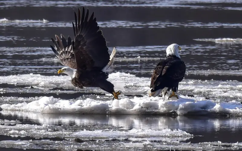 Deux pygargues à tête blanche sur de la glace flottant dans une rivière