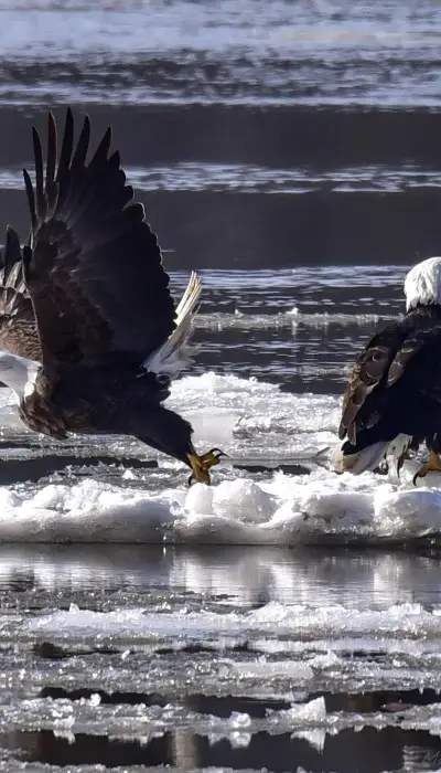 Deux pygargues à tête blanche sur de la glace flottant dans une rivière