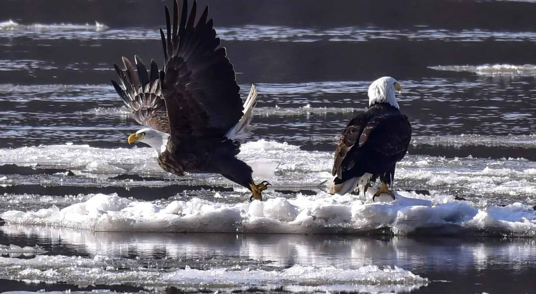 Deux pygargues à tête blanche sur de la glace flottant dans une rivière