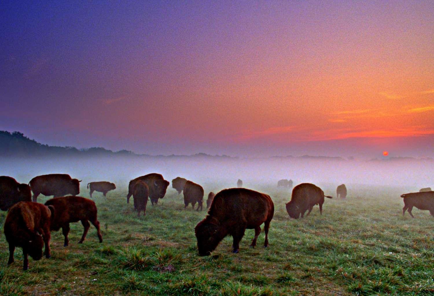 Les buffles broutent au coucher du soleil dans le Wildlife Prairie Park