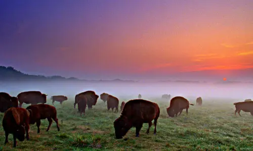 Les buffles broutent au coucher du soleil dans le parc Wildlife Prairie