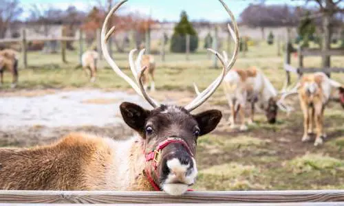 Ranch de rennes Hardys