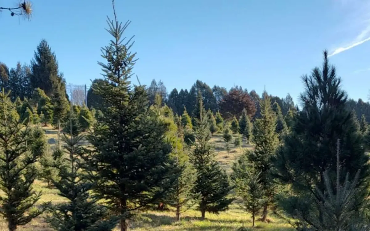 Ferme d'arbres de Noël d'Ochs