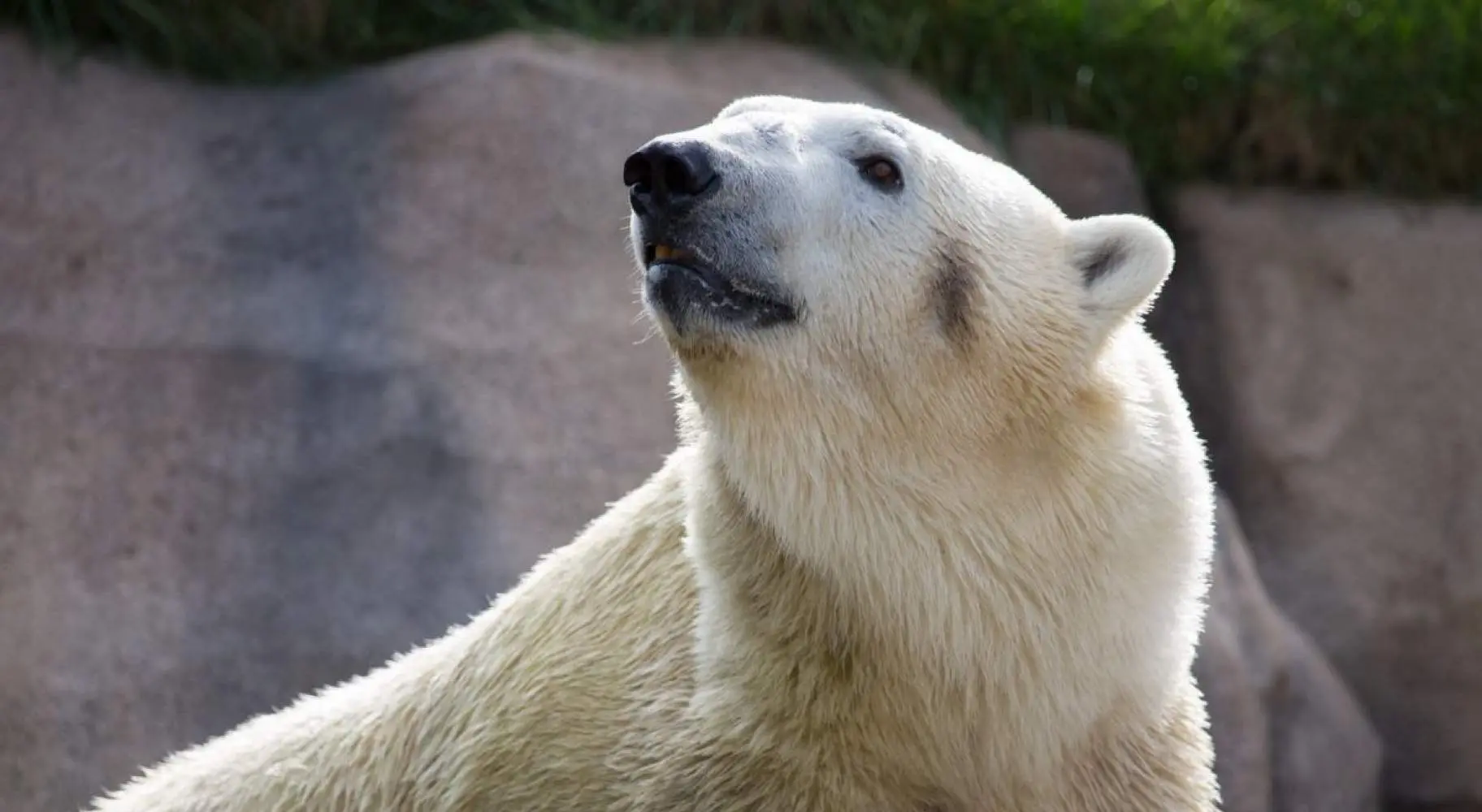 Gros plan sur un ours polaire au zoo