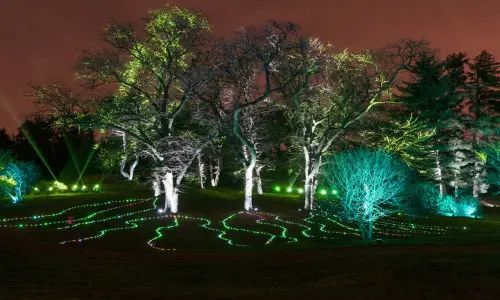 Lumières sur l'herbe et les arbres