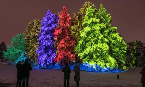 Arbres illuminés de lumières colorées