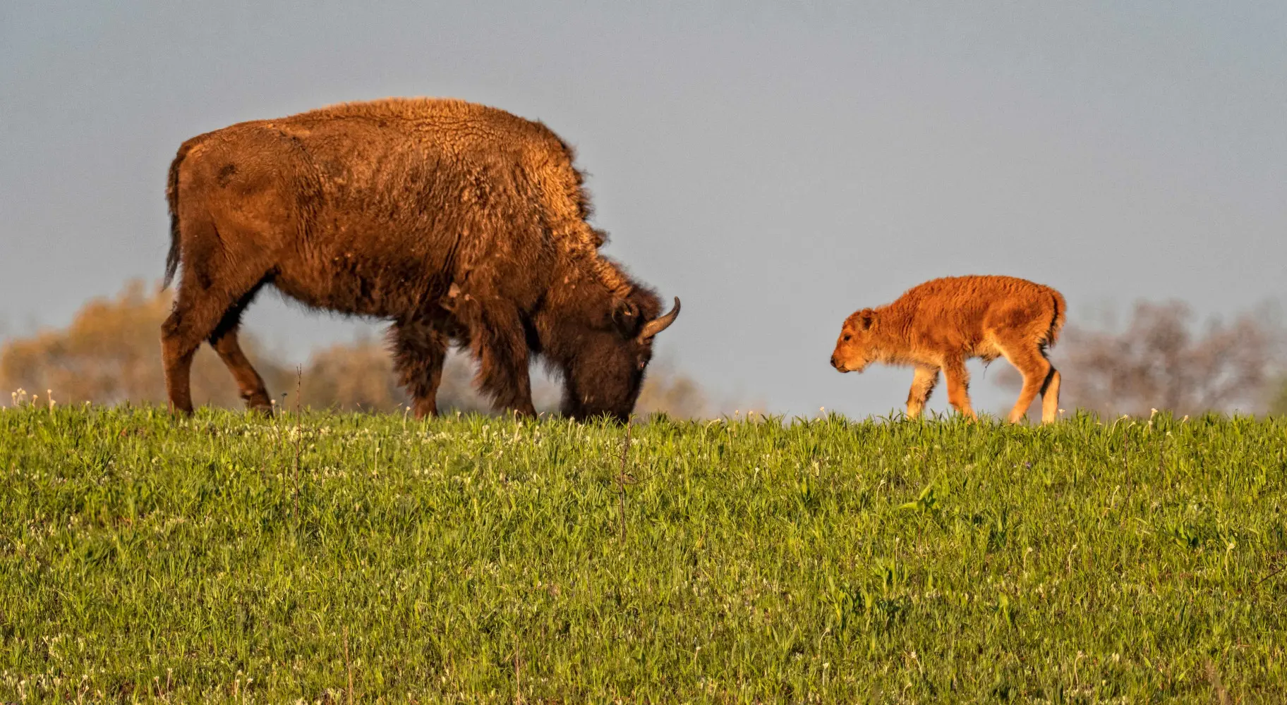 Bison adulte et enfant mangeant de l'herbe ensemble