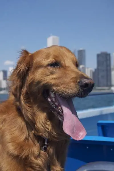 Chien sur un bateau