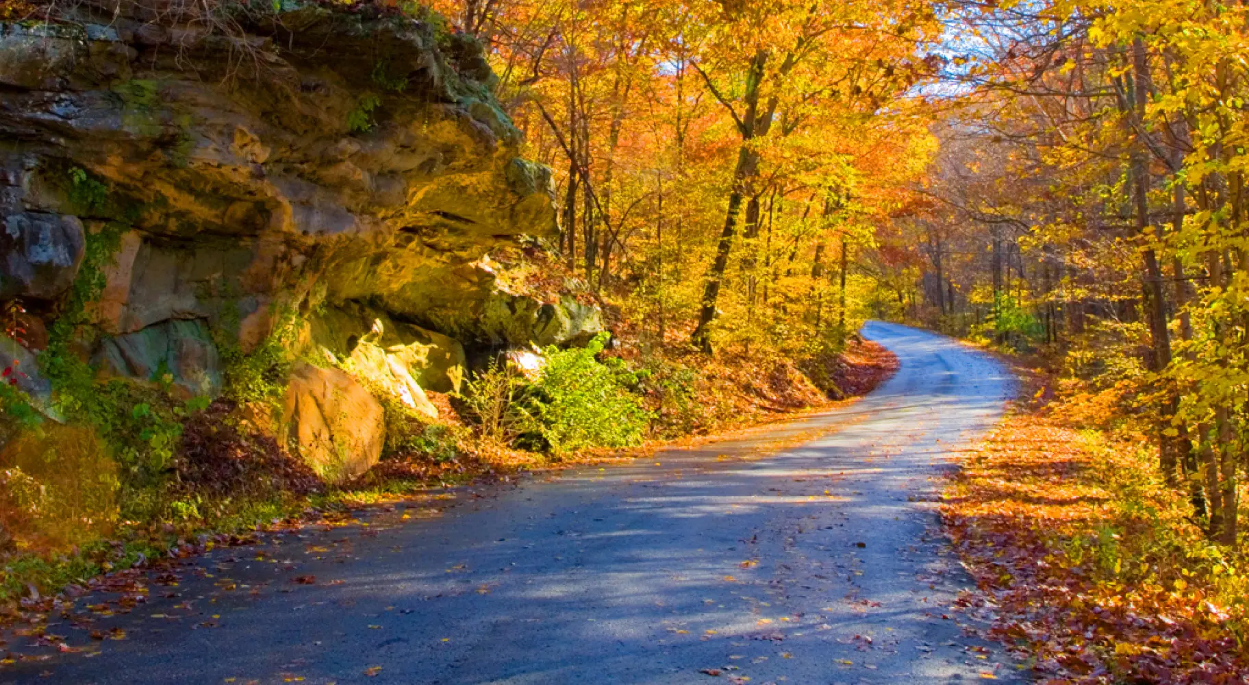 Une route avec des arbres