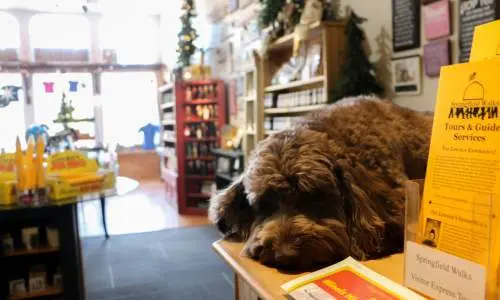 A l'intérieur d'un magasin avec un chien