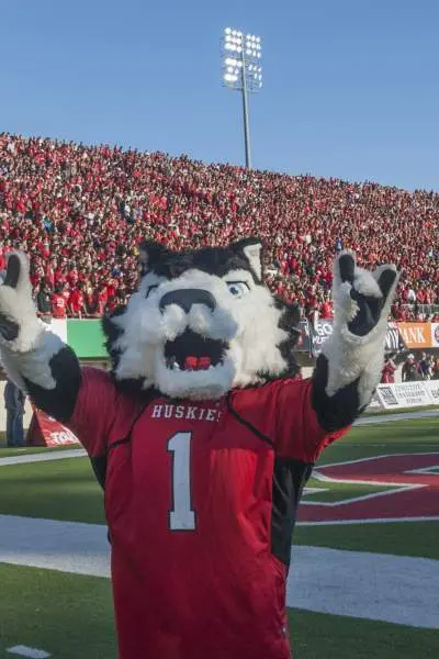 Le chien mascotte des Huskies de l'Université de l'Illinois du Nord, lors d'un match de football très fréquenté.